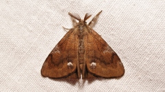 Orgyia trigotephras