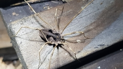 Bidentolophus bidens