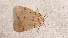 Paidia rica