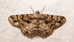 Peribatodes ilicaria