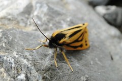 Setina