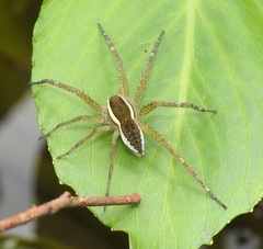 Dolomedes saganus