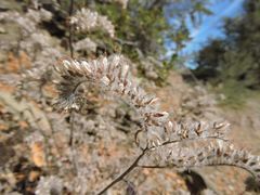 Phacelia heterophylla