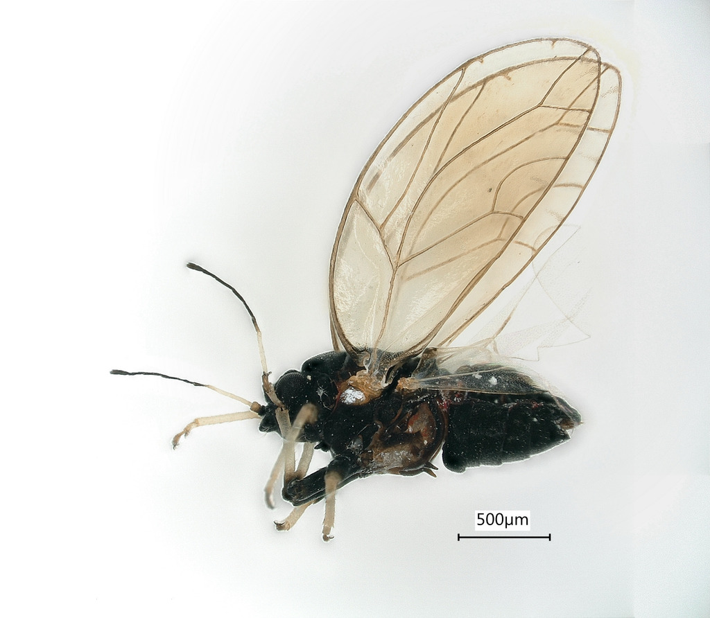 Trioza velutina