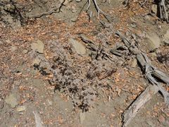 Phacelia heterophylla