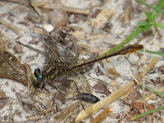 Phanogomphus minutus