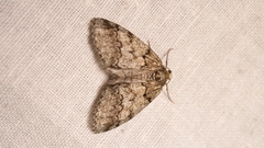 Tephronia lhommaria