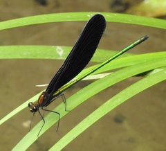 Atrocalopteryx atrata