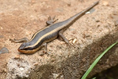 Trachylepis striata