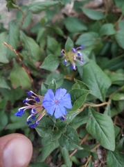 Ceratostigma plumbaginoides