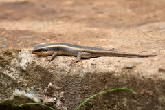 Trachylepis striata