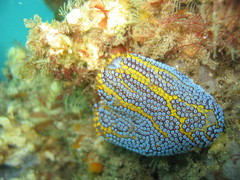 Botrylloides magnicoecus