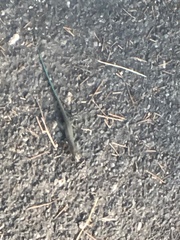 Dalmatolacerta oxycephala