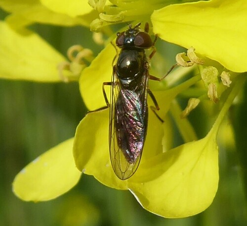 Grey-spotted Sedgesitter, Doornenburg, Netherlands, photo 9 of 10
