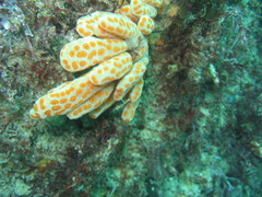 Botrylloides perspicuus