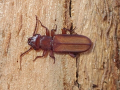 Platisus angusticollis