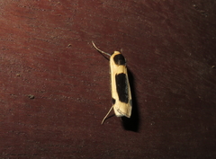 Thysanoptyx