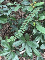 Phyllanthus cochinchinensis
