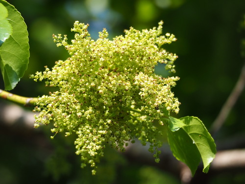 Bischofia javanica