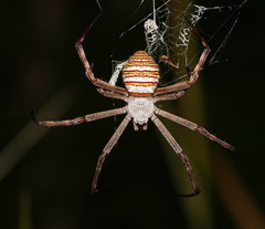 Argiope magnifica
