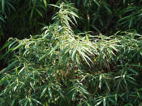 Image of Debregeasia orientalis by no rights reserved