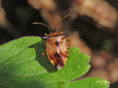Elasmucha ferrugata