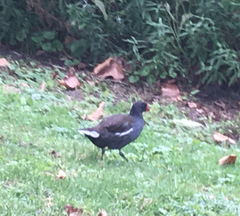 Gallinula chloropus