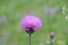 Carduus defloratus
