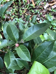 Glycosmis parviflora