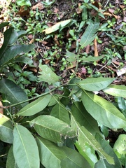 Glycosmis parviflora