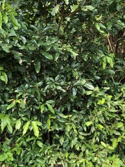 Glycosmis parviflora