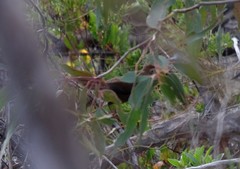 Dasyornis broadbenti