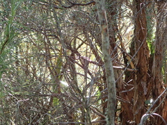 Poodytes punctatus punctatus