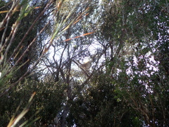 Poodytes punctatus punctatus