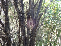 Poodytes punctatus punctatus