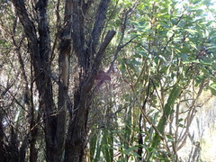 Poodytes punctatus punctatus