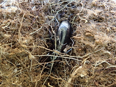 Oregus aereus