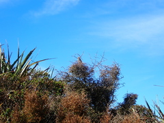 Poodytes punctatus punctatus