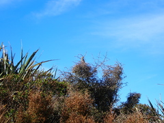 Poodytes punctatus punctatus