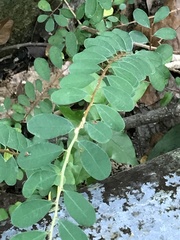 Phyllanthus cochinchinensis