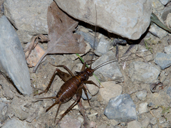 Petaloptila andreinii