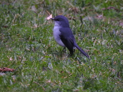 Eopsaltria georgiana