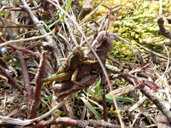 Sigaus campestris