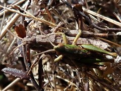 Sigaus campestris