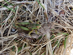 Sigaus campestris