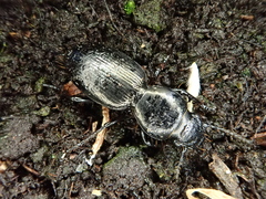 Oregus inaequalis