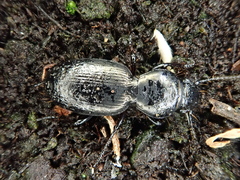 Oregus inaequalis