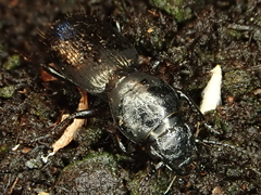 Oregus inaequalis