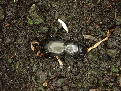 Oregus inaequalis