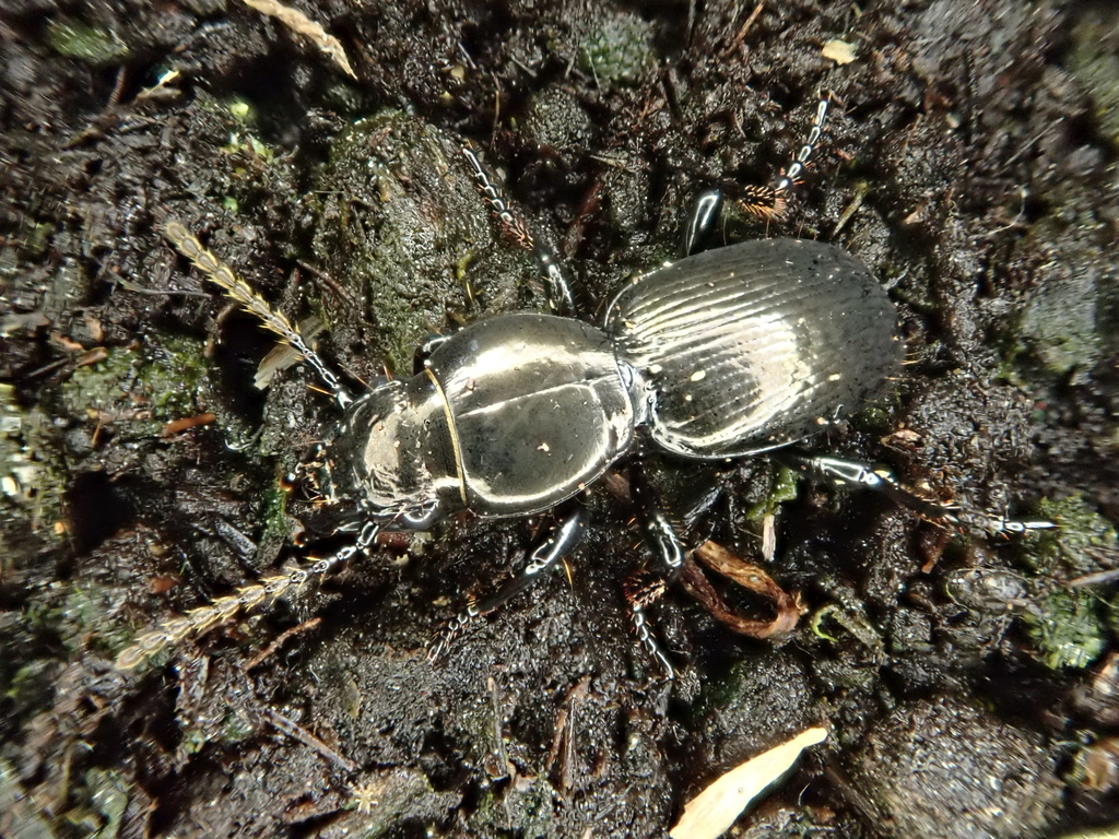Oregus inaequalis